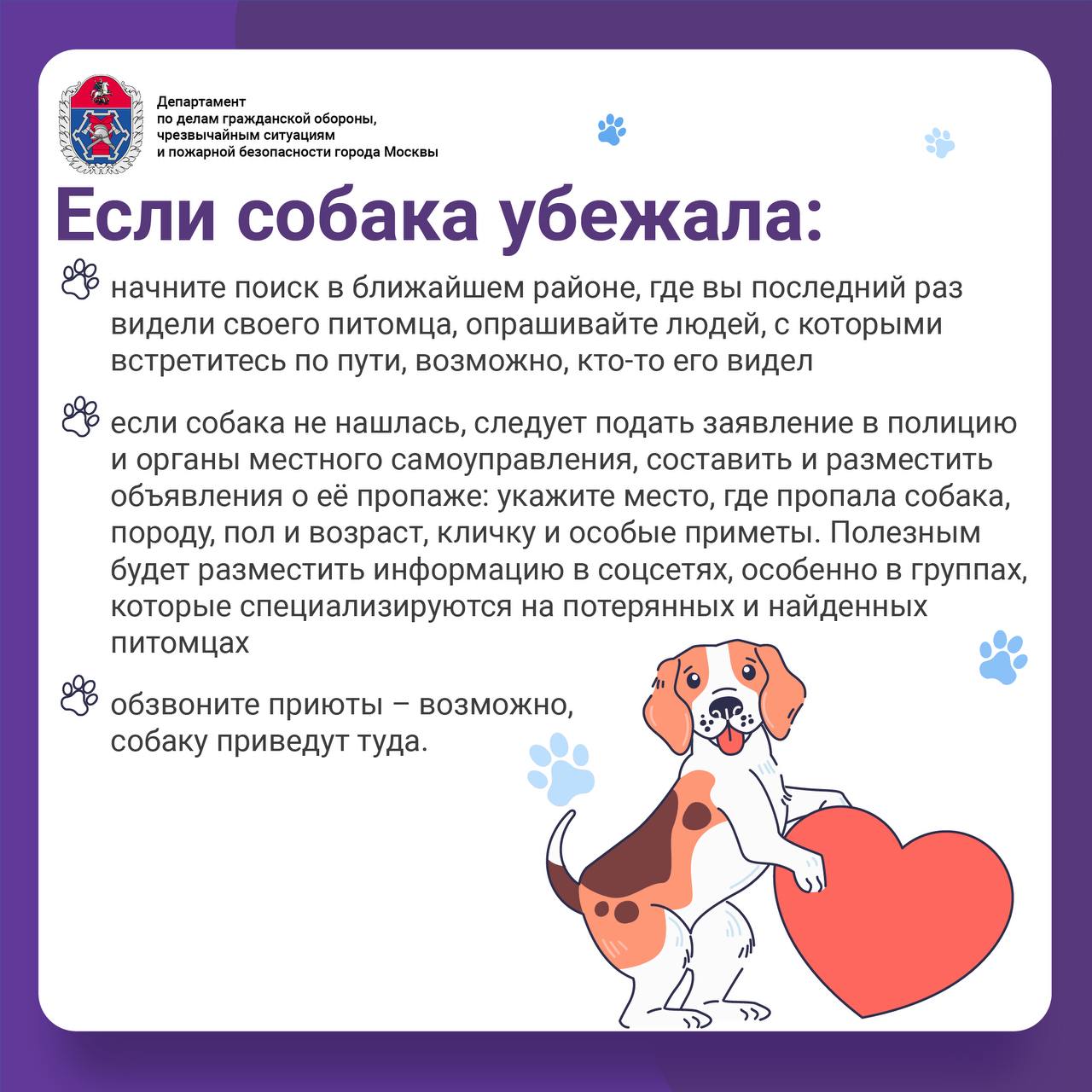 Памятка "Если собака убежала"